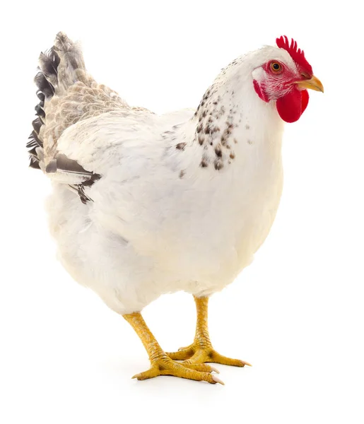 Gallina Bianca Isolata Bianco Ripresa Studio — Foto Stock