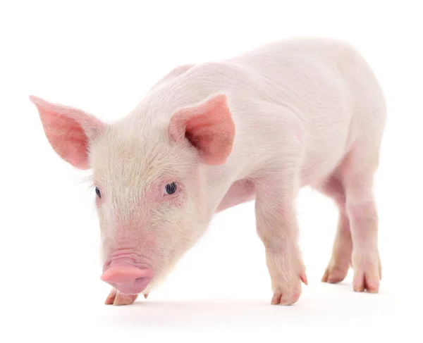 Porco Representado Sobre Fundo Branco — Fotografia de Stock