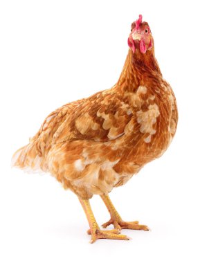 Genç kahverengi tavuk beyaz arka planda izole edildi.