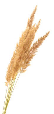 Kabarık koltuk çimeni kulağı beyaza izole edilmiş..