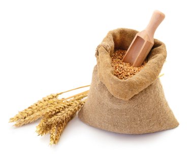 Çuvalda ve kulaklarda buğday taneleri.