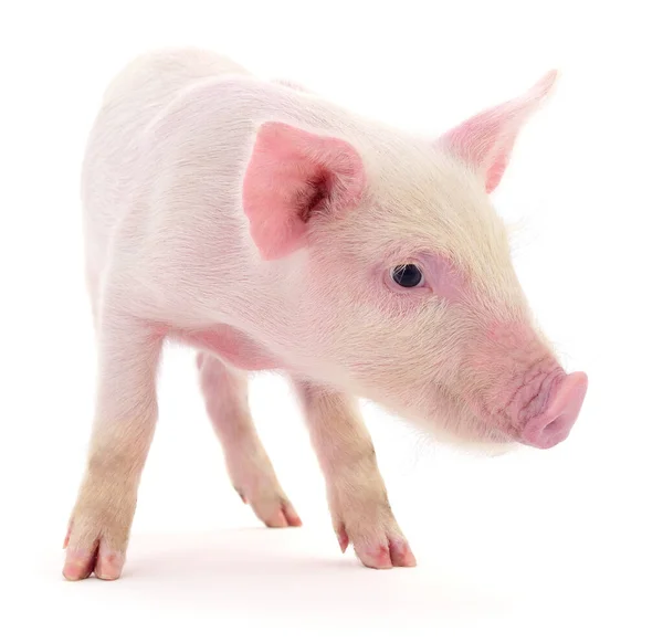 Cerdo Que Está Representado Sobre Fondo Blanco —  Fotos de Stock