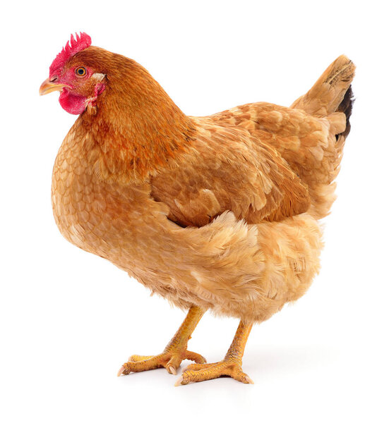 Young brown hen isolated on white background.