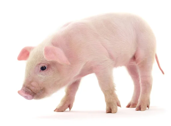 Schwein Das Auf Weißem Hintergrund Dargestellt Ist — Stockfoto