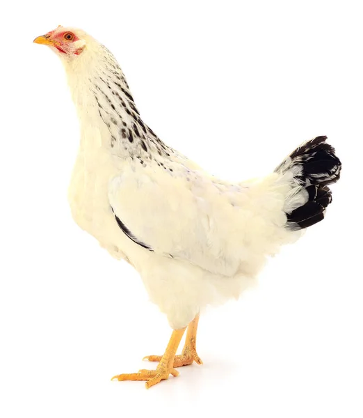 Poule Blanche Isolée Sur Blanc Plan Studio — Photo