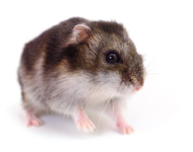 Beyaz arka planda küçük yerli hamster..