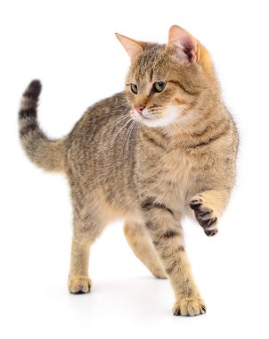 Beyaz arka planda izole edilmiş küçük kahverengi kedi yavrusu.