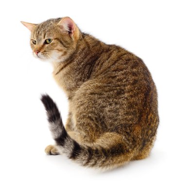 Beyaz arka planda izole edilmiş küçük kahverengi kedi yavrusu.