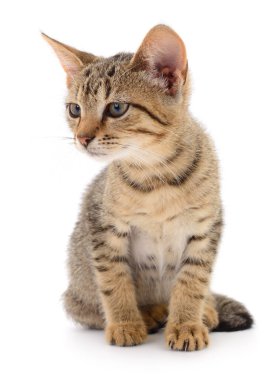 Beyaz arka planda izole edilmiş küçük kahverengi kedi yavrusu.
