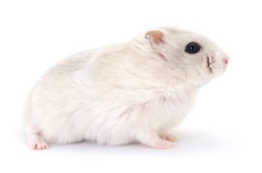 Beyaz arka planda küçük yerli hamster..