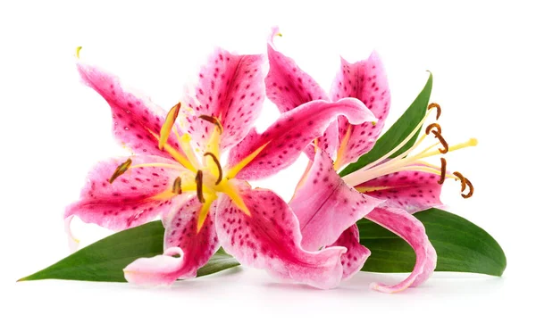 Two Pink Lilies Isolated White Background — Stock Photo, Image