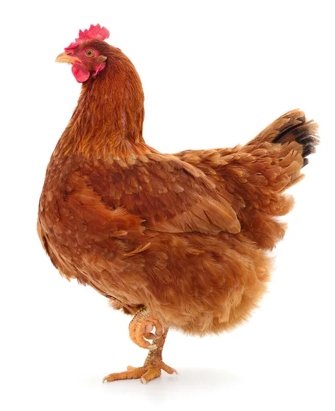 Jeune Poule Brune Isolée Sur Fond Blanc — Photo