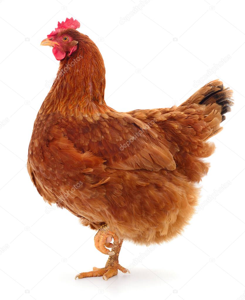 Young brown hen isolated on white background.