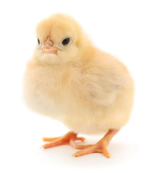 One Small Chicken White Background — Stock Photo, Image