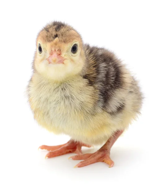 Cute Little Newborn Chicken Turkey Isolated White Background — Stock Photo, Image