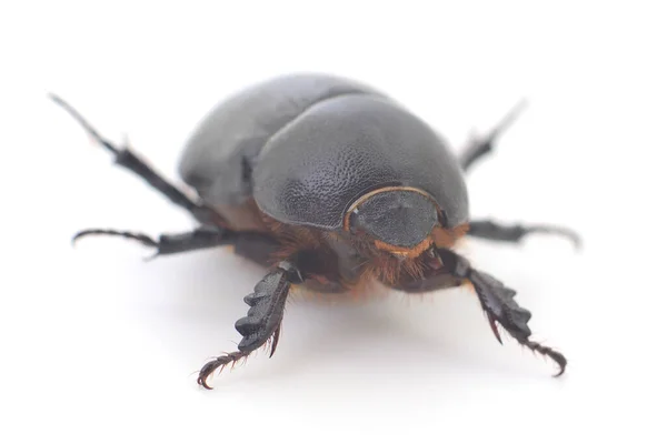 Escarabajo Negro Aislado Sobre Fondo Blanco Macro —  Fotos de Stock