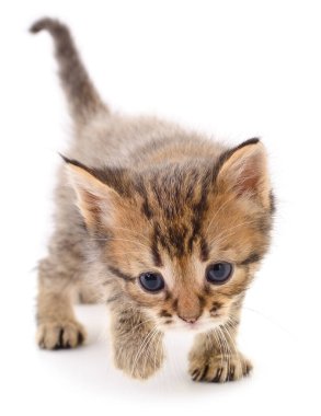 Beyaz arka planda izole edilmiş küçük kahverengi kedi yavrusu.