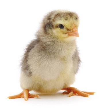 Beyaz arka planda küçük bir tavuk