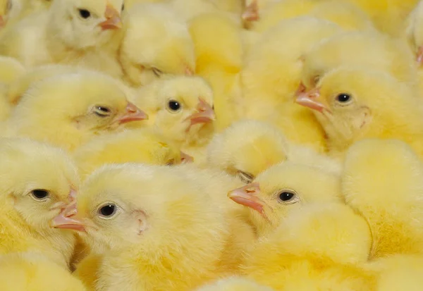 Małe Kurczaki Tekstura Baby Kurcząt Domowych — Zdjęcie stockowe