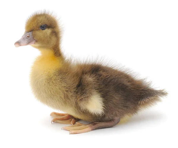 One Black Duckling Isolated White Background — Stock Photo, Image