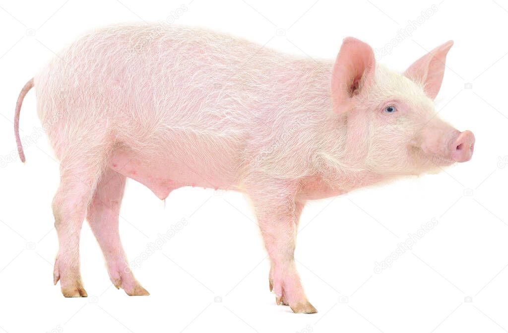 Pig who is represented on a white background