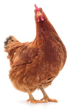 Genç kahverengi tavuk beyaz arka planda izole edildi.