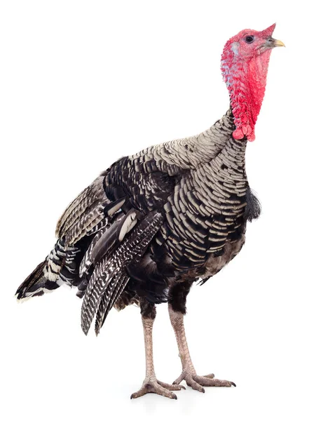 Dark Turkey Isolated White Background — Stock Photo, Image