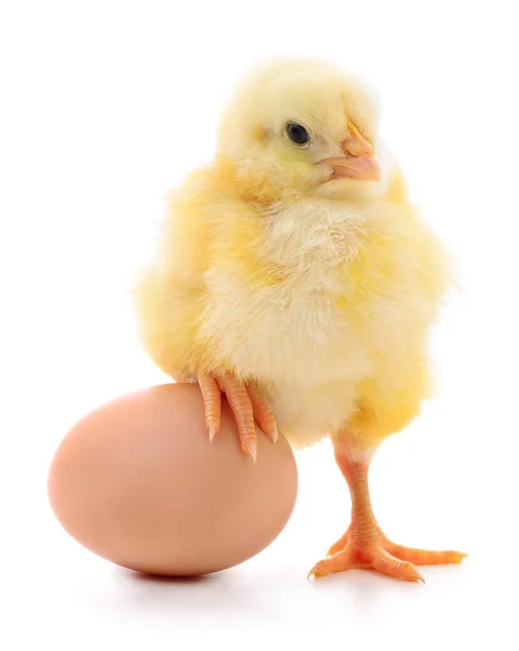 Kyckling Och Brunt Ägg Isolerad Vit Bakgrund — Stockfoto