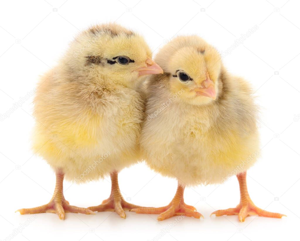 Two yellow chickens isolated on white background.