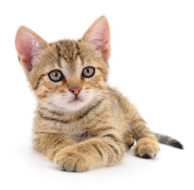 Beyaz arka planda izole edilmiş küçük kahverengi kedi yavrusu.