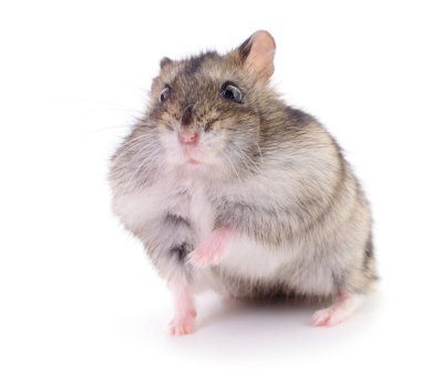 Beyaz arka planda küçük yerli hamster..