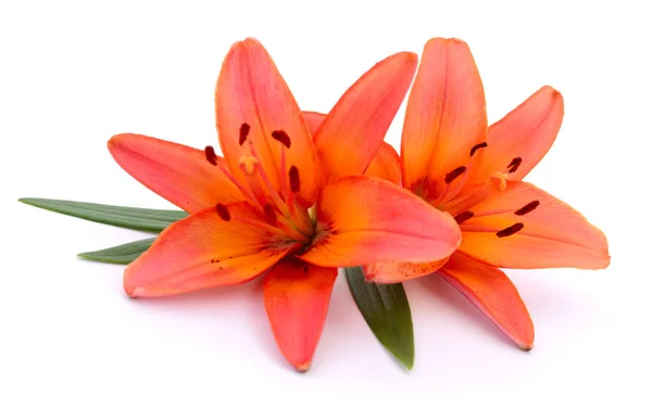 Two Orange Lilies Isolated White Background — Stock Photo, Image
