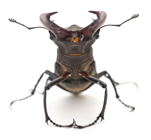 Hane Rådjur Skalbagge Oryctes Nasicornis Isolerad Vit — Stockfoto