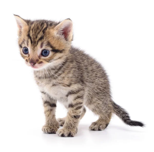 Pequeño Gatito Marrón Aislado Sobre Fondo Blanco —  Fotos de Stock