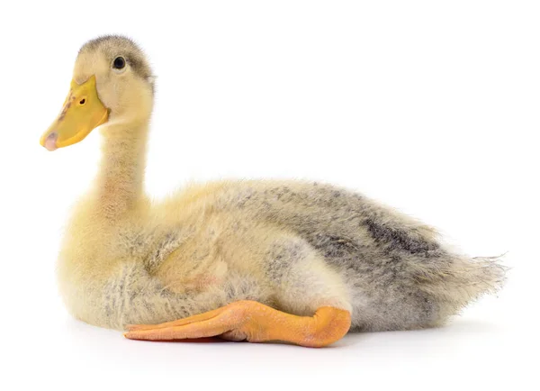 Canard Jaune Isolé Sur Fond Blanc — Photo