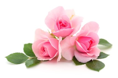 Beyaz arka planda üç güzel pembe gül.