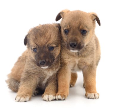 Beyaz arka planda izole edilmiş iki yavru köpek..