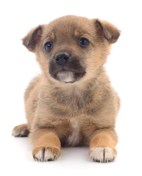 Een Kleine Pup Geïsoleerd Een Witte Achtergrond — Stockfoto