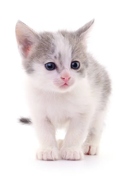 Pequeno Gatinho Cinza Isolado Fundo Branco — Fotografia de Stock