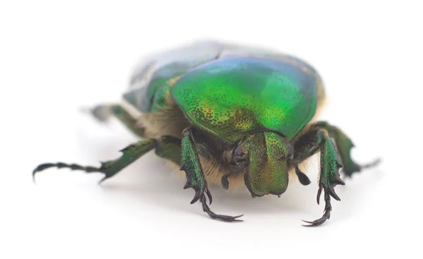 Besouro Verde Chafer Rosa Cetonia Aurata Isolado Sobre Fundo Branco — Fotografia de Stock