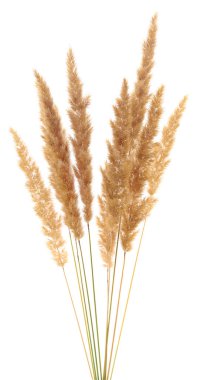 Kabarık koltuk çimeni kulağı beyaza izole edilmiş..