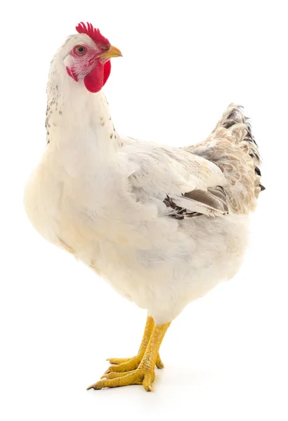 White Hen Isolated White Studio Shot — Stock Photo, Image