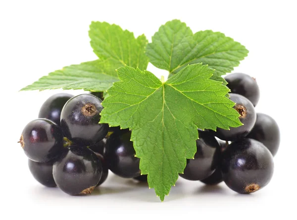 Schwarze Johannisbeeren Mit Blättern Auf Weißem Hintergrund — Stockfoto