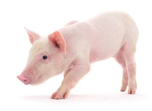 Cerdo Que Está Representado Sobre Fondo Blanco —  Fotos de Stock