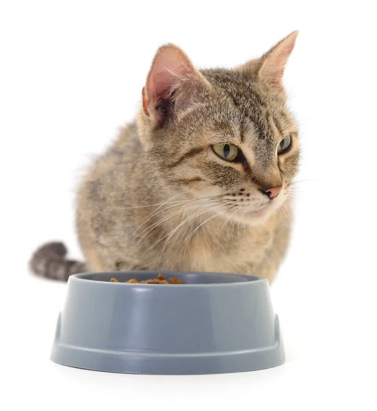 Beyaz Arka Planda Kuru Yemek Yiyen Kedi — Stok fotoğraf