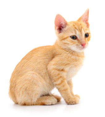 Beyaz arka planda izole edilmiş küçük kahverengi kedi yavrusu.