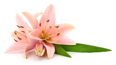 Beyaz arka planda iki pembe zambak izole edilmiş..