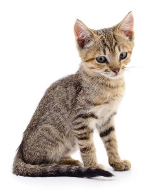 Beyaz arka planda izole edilmiş küçük kahverengi kedi yavrusu.