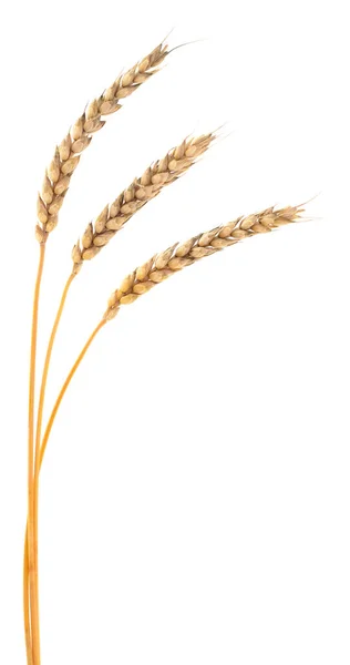 Uši Pšenice Izolované Bílém Pozadí — Stock fotografie