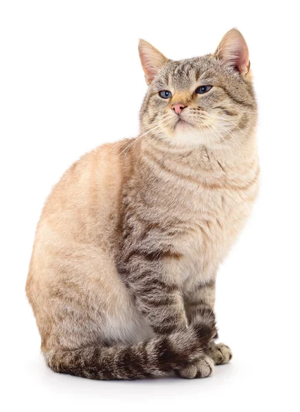 Gato Gris Oscuro Aislado Sobre Fondo Blanco —  Fotos de Stock